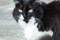 Patchouli Patch Stains on Driveway: How to Remove & Prevent