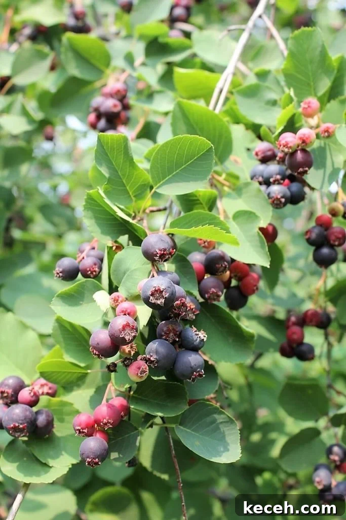 Saskatoon Berry Jam Recipe: How to Make Classic Prairie Jelly 3 we've had a great crop of saskatoons - great for saskatoon jelly