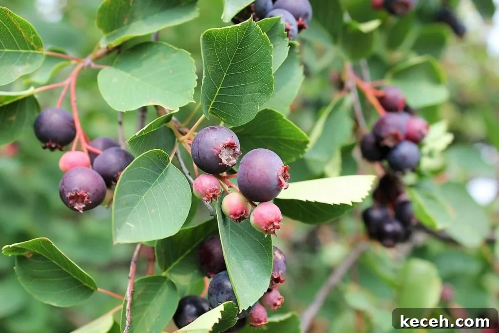 Saskatoon Berry Jam Recipe: How to Make Classic Prairie Jelly 4 close up of saskatoon berries for saskatoon jelly making