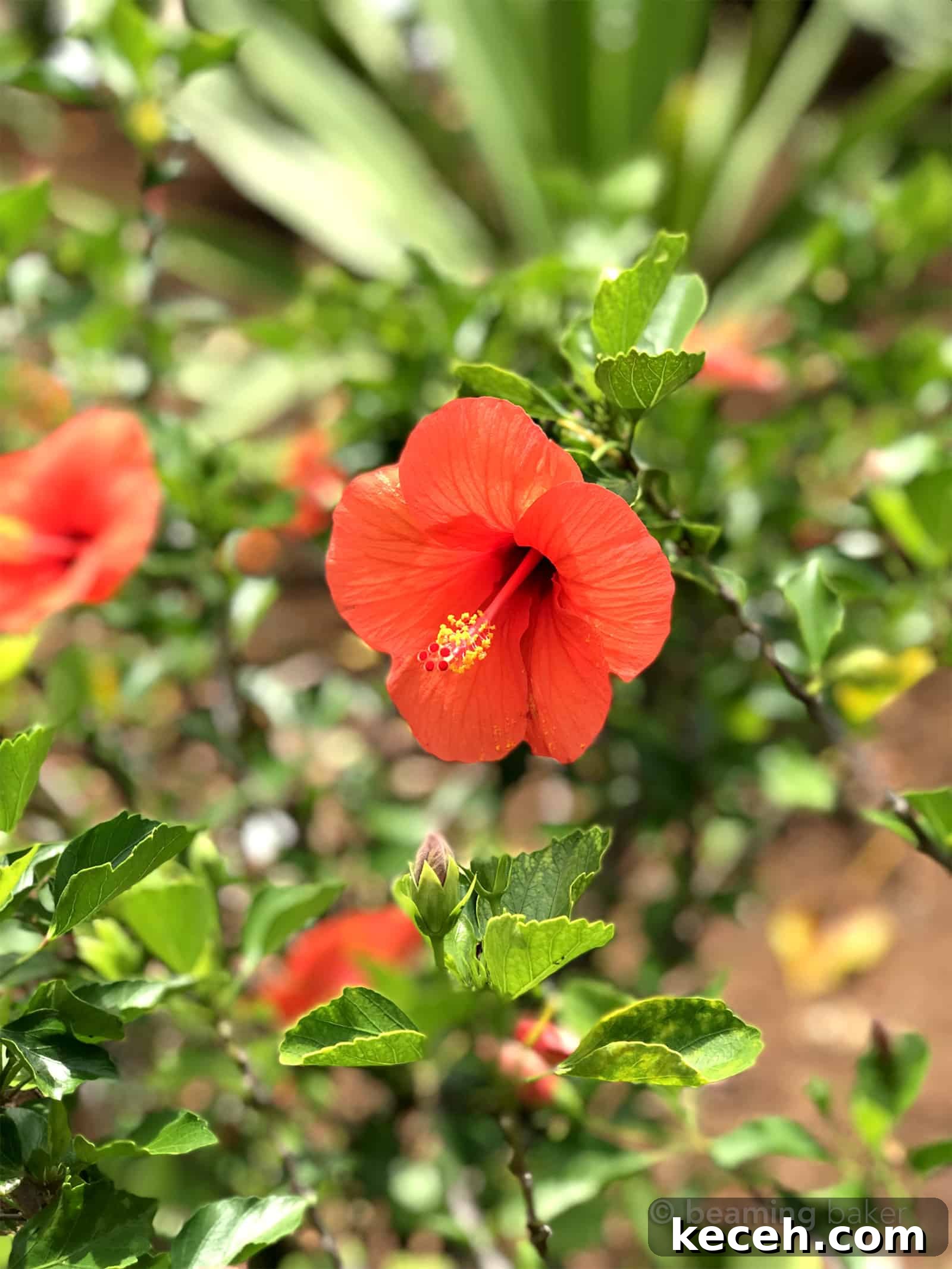 Coffee Talk: Moving Update, Birthdays and More Stories 2 Coffee Talk 15: a chance to catch up on the little things in life—both sweet and salty! July 2019 | Post at BeamingBaker.com